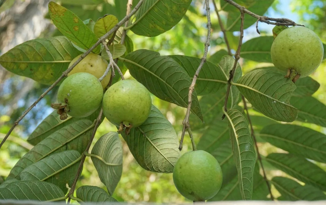 Guava leaves