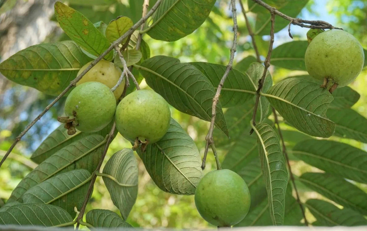 Guava leaves