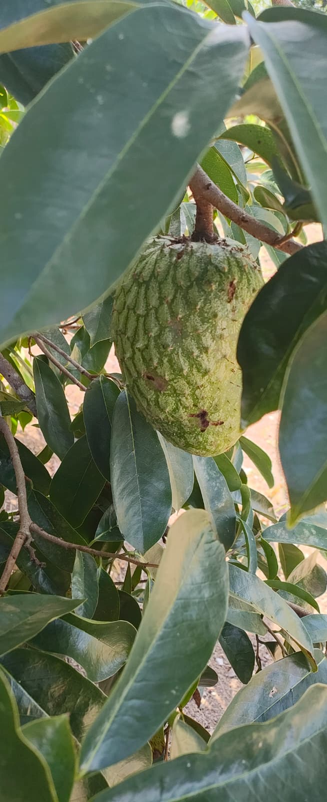 Soursop leave