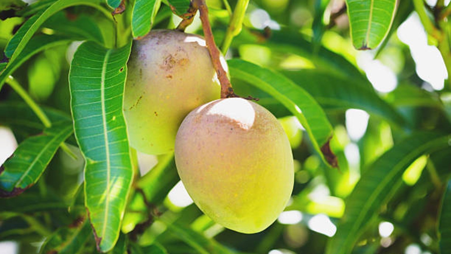 Mango Leaves