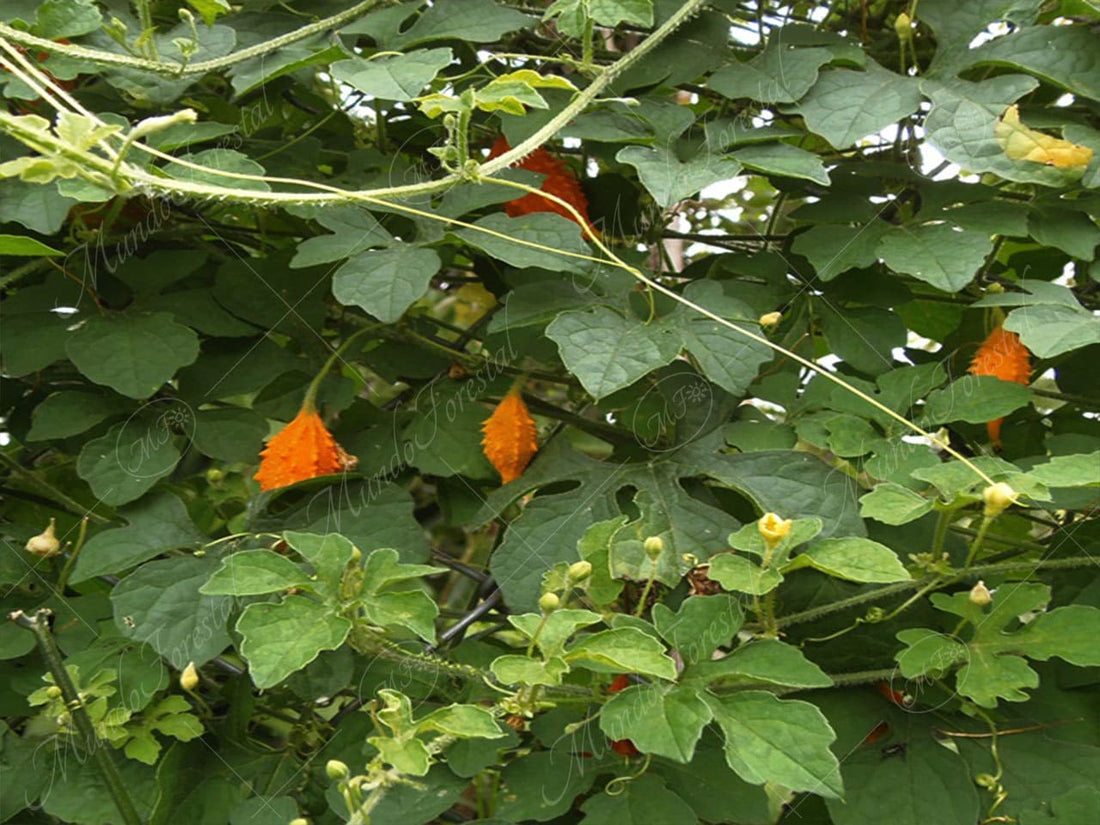 Ceresse Leaves
