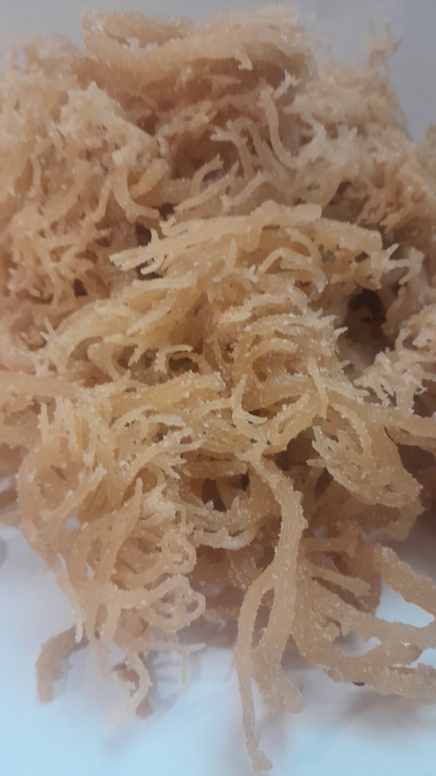 Sea Moss
